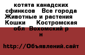 котята канадских сфинксов - Все города Животные и растения » Кошки   . Костромская обл.,Вохомский р-н